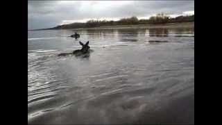 Лоси переплывают реку / elk