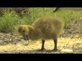 Geese and their babies in edmundston nb