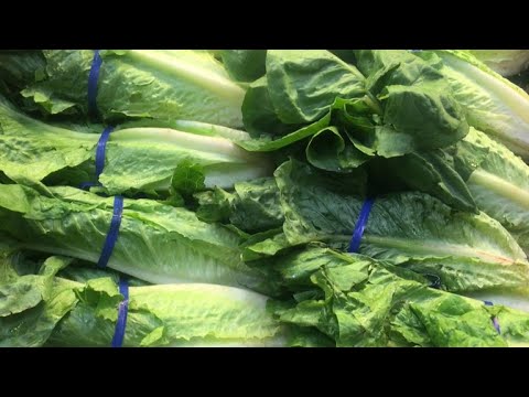 E. coli outbreak tied to romaine lettuce is largest since 2006