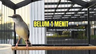 CIBLEK SEMI GACOR AMPUH UNTUK PANCINGAN CIBLEK BAHAN DAN MASTERAN CIBLEK MACET SEKETIKA NYAUT