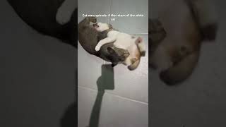 Cat wars episode: 4 the return of the white cat