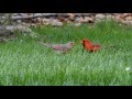Male Cardinal feeding Female