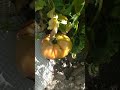 🌼 Die Tomaten sind am wuchern | #shorts