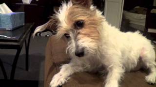 Jack Russell Terrier Reaction While Watching A Dog Cry On An Ipad. Adorable