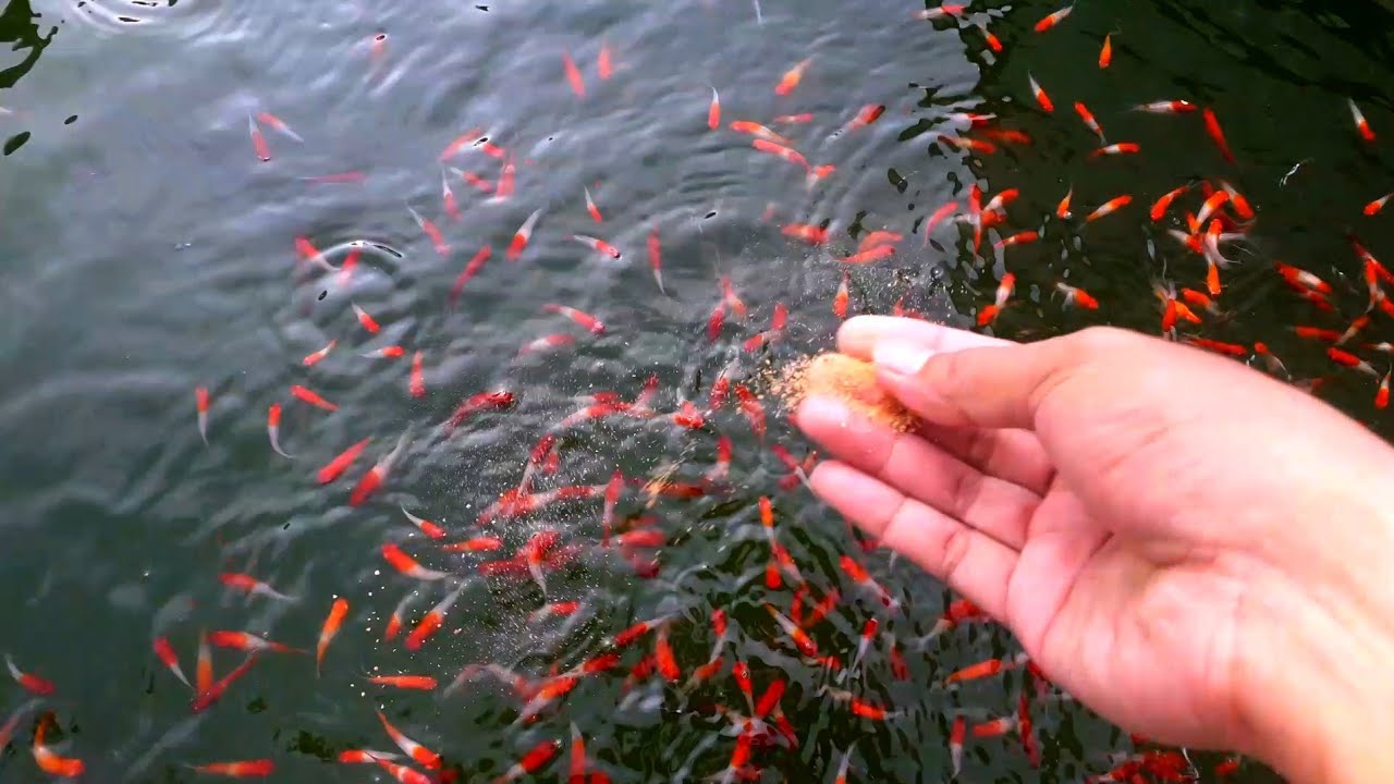 Cara memberi makan ikan platy kohaku