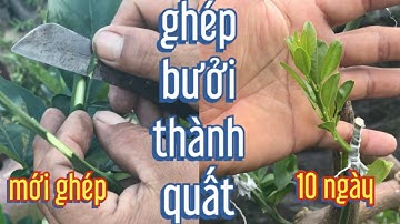 cách ghép chuyển đổi từ bưởi ra quất để có cây quất cổ thụ hơn