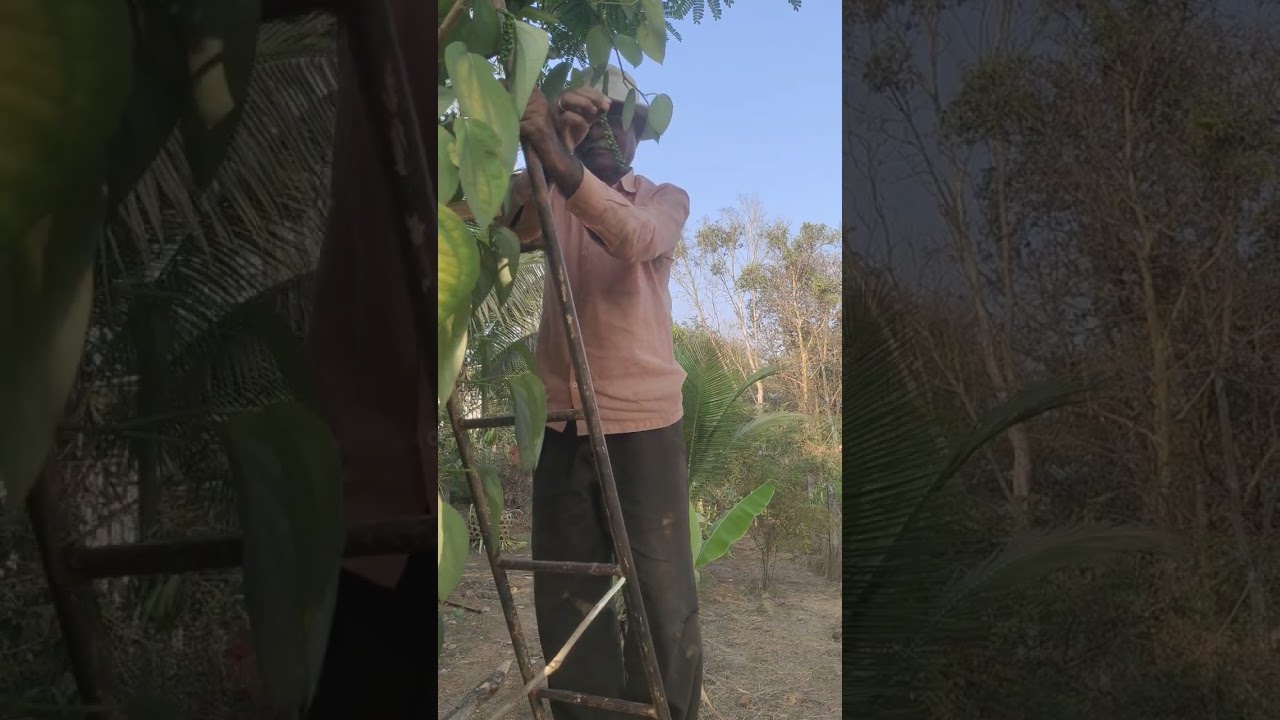 या फिरायला🍃❤️‍🩹🤞