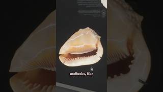 So...what DO mollusks EAT? @houstonmuseum