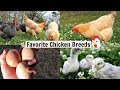 The BEST Layers, Mamas & Pet Chickens - Favorite Chicken Breeds