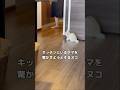 キッチンにいるママを驚かせたくて今か今かとその時を待ち伏せする子猫 #子猫 #生後1ヶ月 #shorts