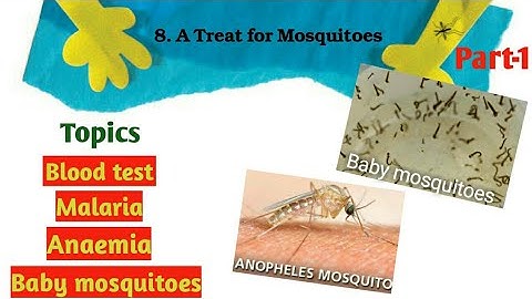 Ncert class 5 EVS|Chapter 8 A treat for mosquitoes|part- 1