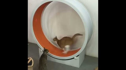 Catswall Design Catwheel II - Cat exercise wheel