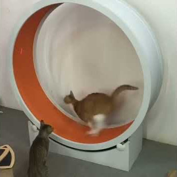Catswall Design Catwheel II - Cat exercise wheel