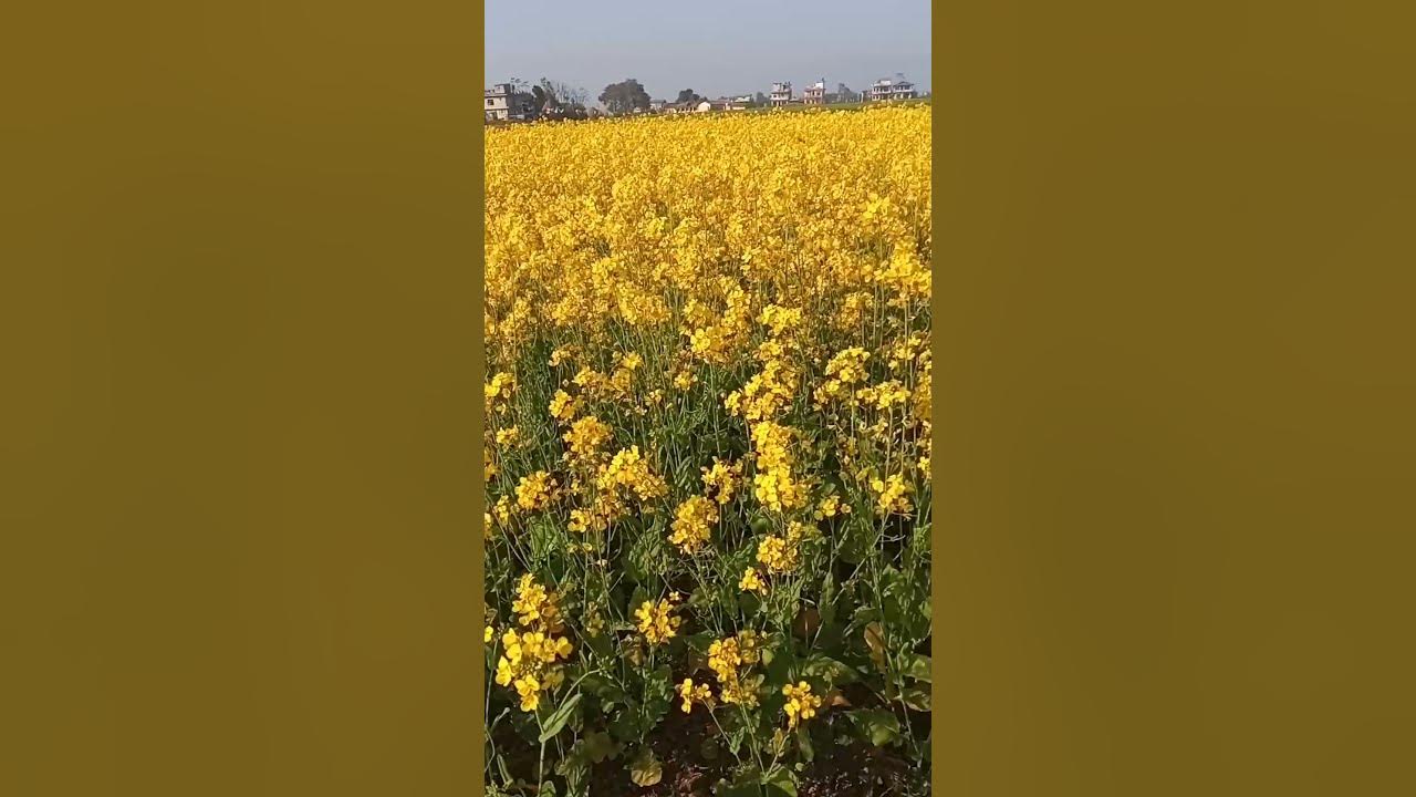 Mustard field YouTube
