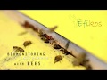 Efikos  biomonitoring the environment with bees