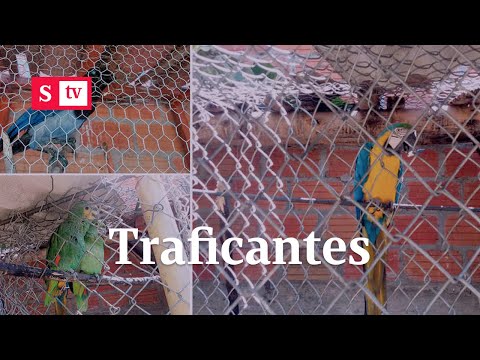 Redada contra el tráfico de fauna a través de redes sociales | Semana Noticias