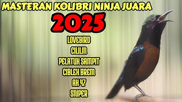 MASTERAN KOLIBRI NINJA FULL TEMBAKAN CILILIN LOVEBIRD PELATUK CIBLEK AMPUH BIKIN GACOR