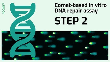STEP 2: Protein extract preparation // Comet-based in vitro DNA repair assay