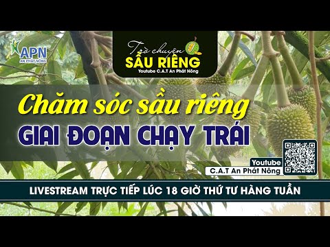 APN - CHĂM SÓC SẦU RIÊNG GIAI ĐOẠN CHẠY TRÁI