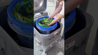 High power vegetable dehydrator Dehydrate all kinds of wild greens leafy vegetables and mu