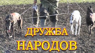 ДРУЖБА НАРОДОВ ч4  Состязания борзых 29 11 2020г