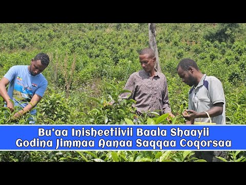 Bu Aa Inisheetiivii Baala Shaayii Godina Jimmaa Aanaa Saqqaa Coqorsaa Bara 2016