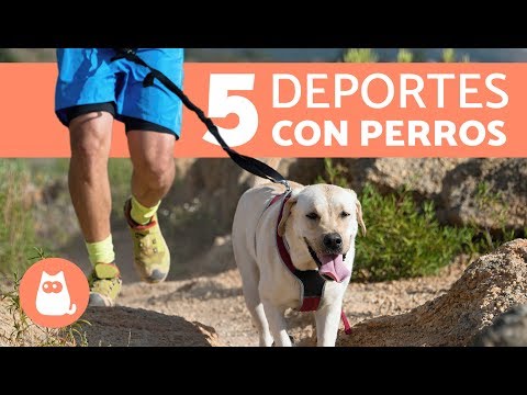 Video: Cómo Entrenar A Tu Perro Al Aire Libre
