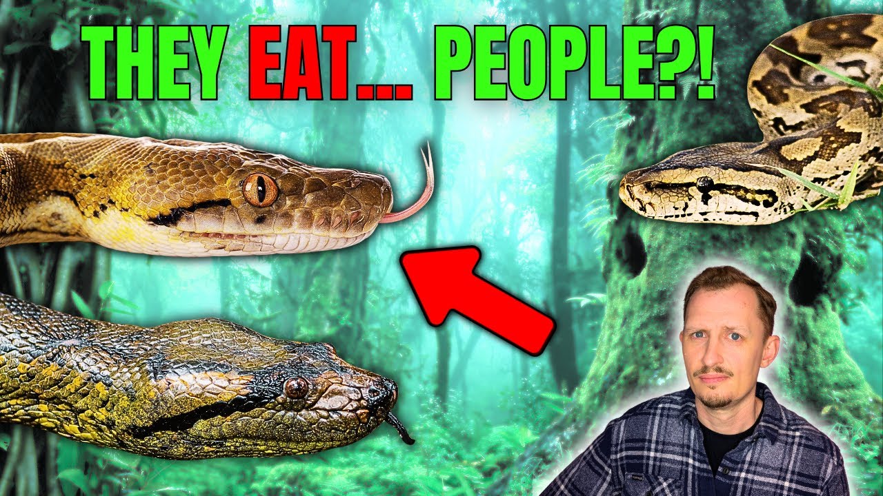 Do Snakes Eat PEOPLE? | A Zoologist Reacts