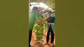 quá trình chọn lọc chuối xanh xuất khẩu #shorts #garden