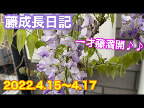 藤の成長速度はまさかの3m/年！放置すると危険な理由と在来種のすすめ