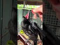 Все в сборе.Жора взрослеет,сам кушает) #new #love #like #live #shorts #shortvideo #short #funny