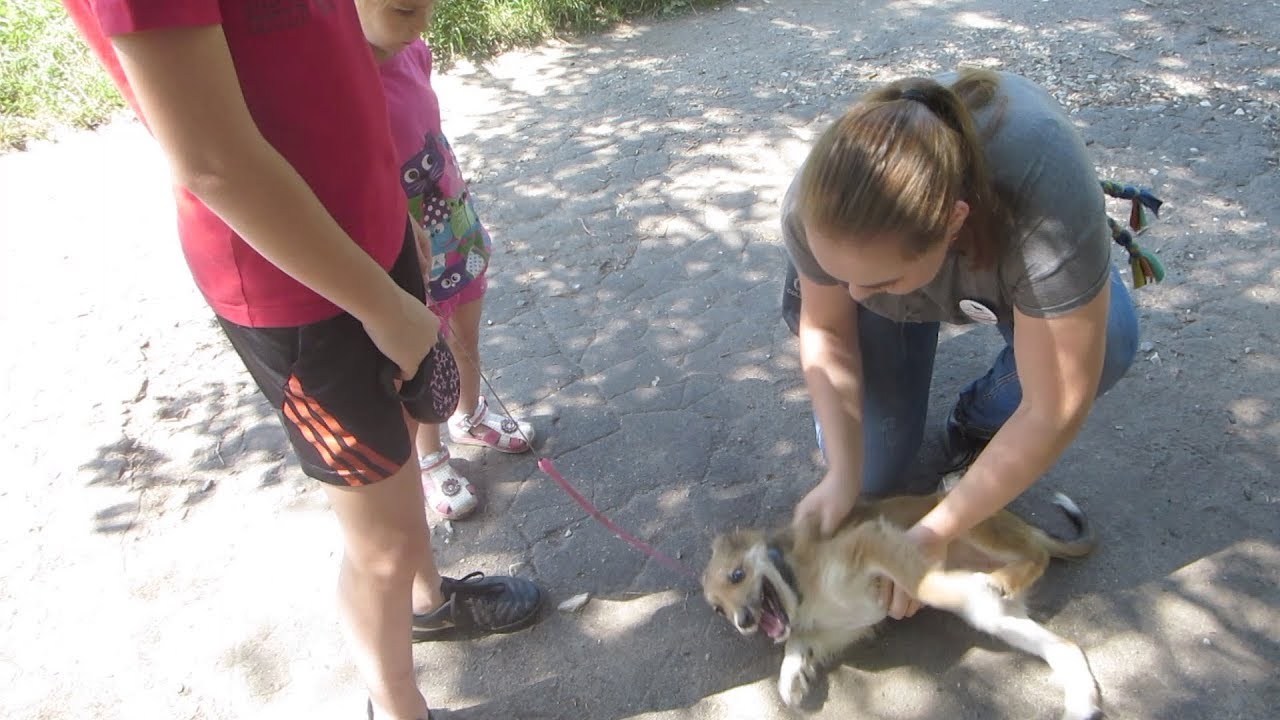 ЗАНЯТИЯ С ГЕРДОЙ.СОВЕТЫ КИНОЛОГА.КАК ОТУЧИТЬ КУСАТЬСЯ ЩЕНКА .(2.8.18) - YouTube