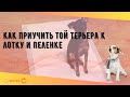 Как приучить той терьера к лотку и пеленке