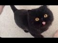 CATS WILL MAKE YOU LAUGH NO MATTER WHAT - Funny cat compilation