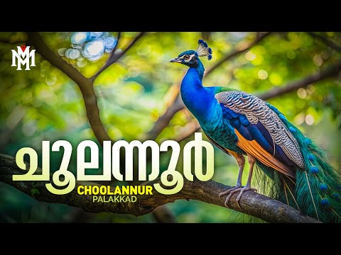 Choolannur | Peafowl Sanctuary | Palakkad | Kerala Tourism | Tourist Places | Amazing Travel Videos