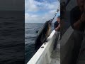 【海のバケモノ】323kgの巨大マグロがヒット！！ルアー海釣りで世界記録級の神回がこちらｗｗｗ 🎣チョモランマ級大物