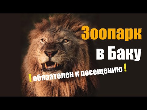 Зоопарк в Баку, влог. Цены, плюсы и минусы.