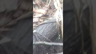 1800's trash dump Marshall Mo