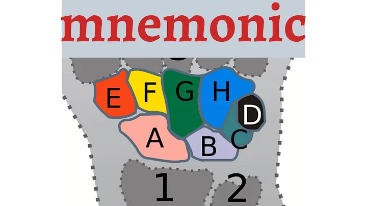 Carpal Bones Mnemonic