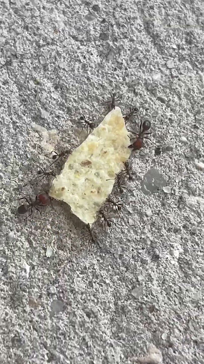 Picnic invaders…🐜🐜🐜🐜🍪 #ants #picnic