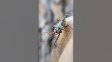 This Is THE LARGEST ASSASSIN BUG In The US! #insect #insects