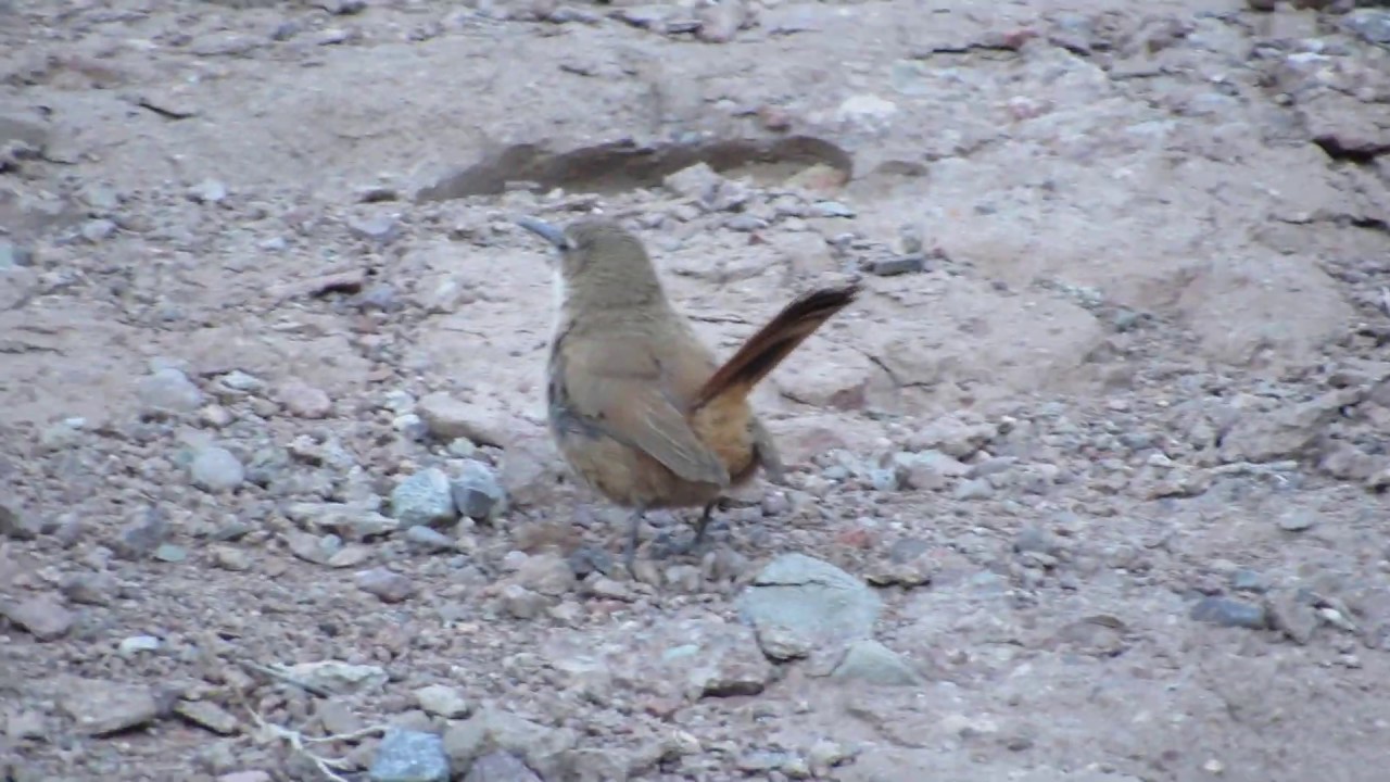 Ochetorhynchus ruficaudus montanus (d’Orbigny & Lafresnaye, 1838) / Straight-billed Earthcreeper