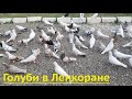 Анонс! Полет Бакинских и Иранских голубей Яадигара в Ленкоране!