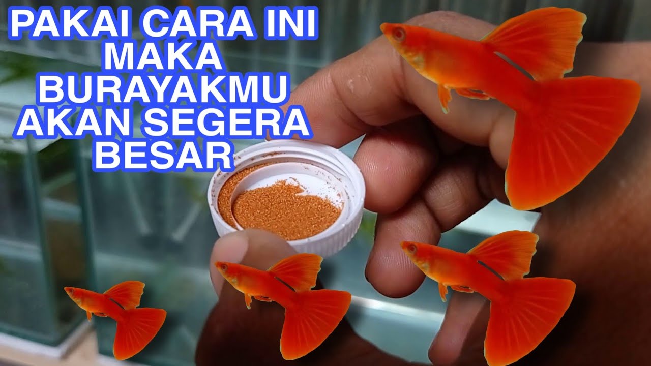 PAKAN TERBAIK BURAYAK GUPPY dari usia 0 sampai remaja