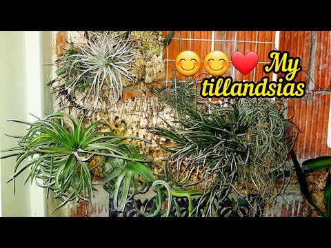 Βίντεο: Tillandsia ατμοσφαιρική: κανόνες για τη φροντίδα ενός φυτού στο σπίτι. Περιγραφή των ειδών και μέθοδοι αναπαραγωγής τους