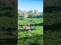 من كلمة بسيطة… بلشت الحكاية 🌿دعوة صغيرة كانت كفيلة تفرجي الناس ربيع الكرك بجماله الحقيقي 💕