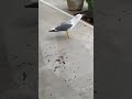 Meeuw vs Kraai 😳 Deze Meeuw EET Gewoon de Kraai Op! #viral