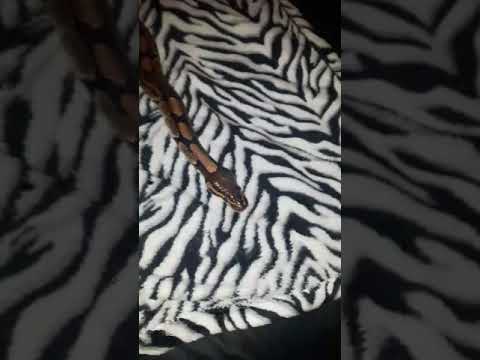 Mon python Royal