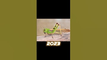2023 Grasshopper 🦗🦗 and 5000 bce Grasshopper 🦗🦗 #shorts #viral