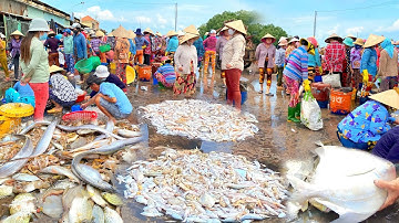 Cận cảnh tàu ghe về đầy ấp Hải Sản tươi sống tại cảng cá Vàm Láng - Gò Công Đông | OKDD #127